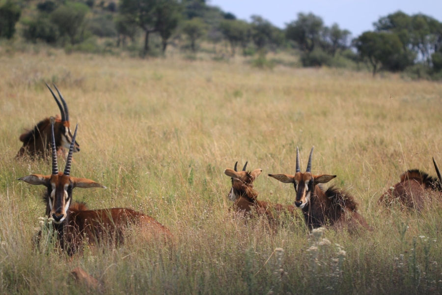 Commercial Property for Sale in Lekwena Wildlife Estate North West